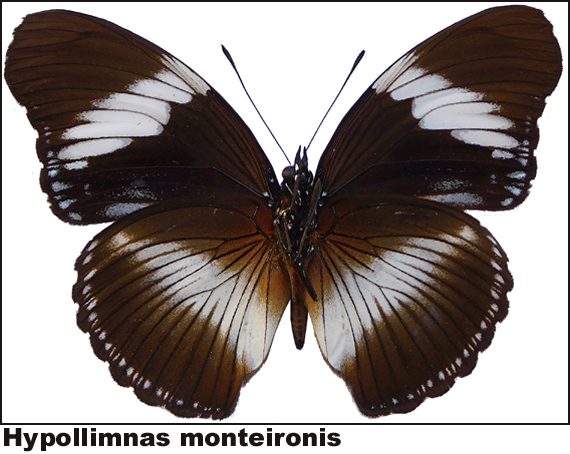 Hypollimnas monteironis