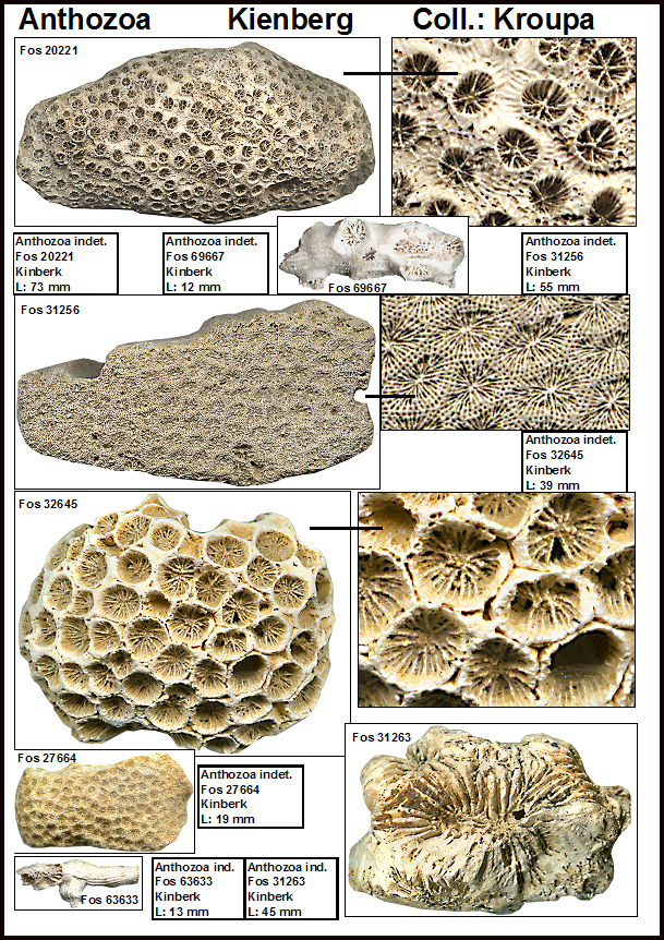 Kienberg Anthozoa