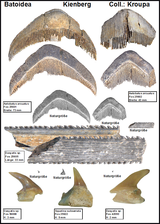 Kienberg Batoidea