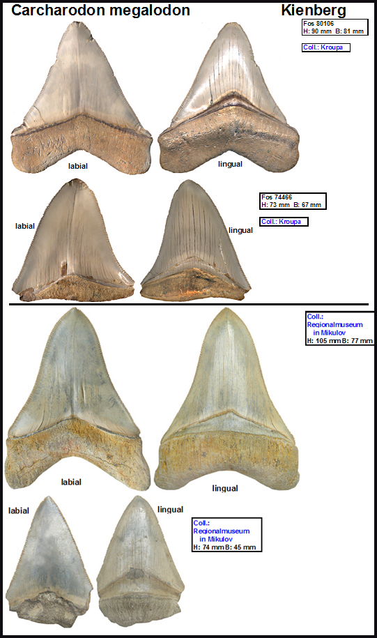 Kienberg Carcharodon