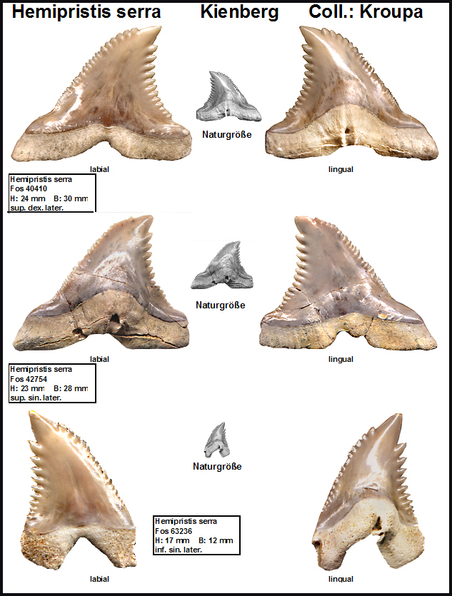 Kienberg Hemipristis