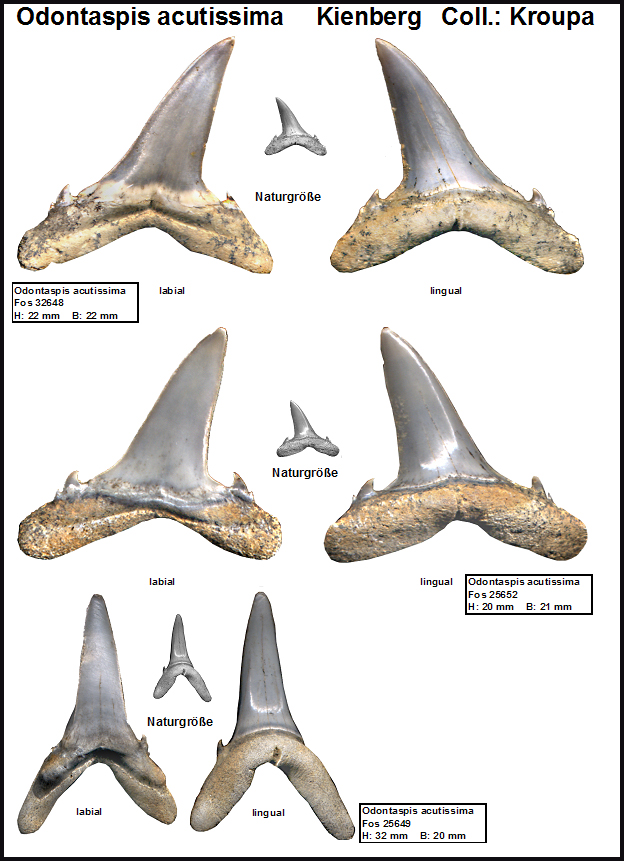 Kienberg Odontaspis