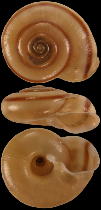 Coll. Kroupa  Helicigona faustina  Conchylie