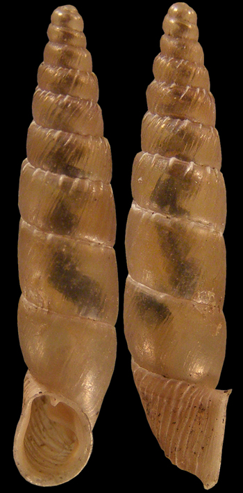 Coll. Kroupa  Clausiliidae  Conchylie