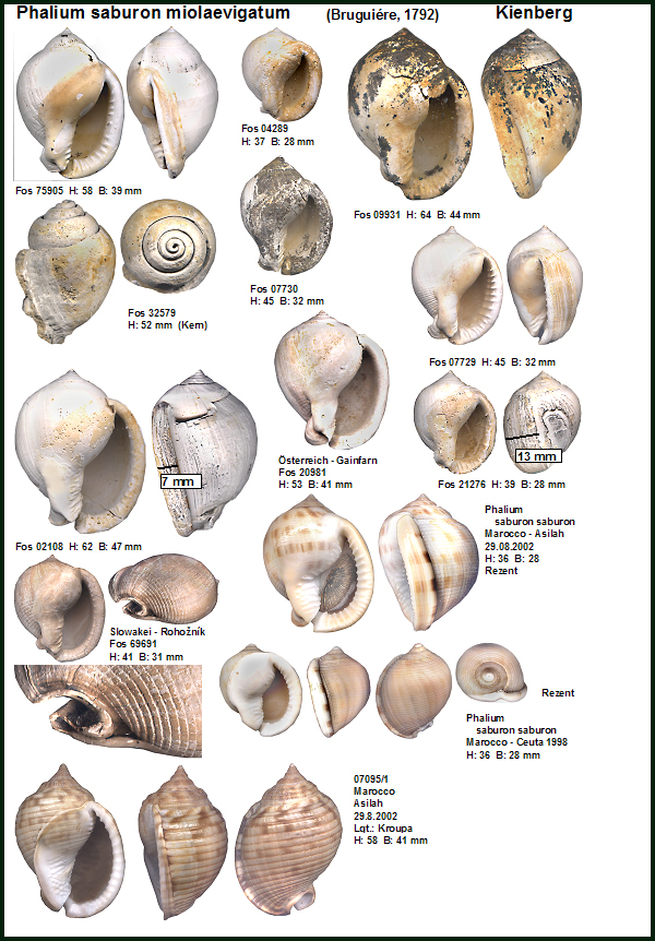 Kienberg Phalium Tab.