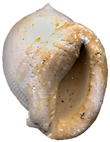 Kienberg Mikulov  Badenien Miozän Miocene Tertier Neogen Czech Tschechien Gastropoda Kroupa Phalium