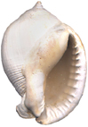 Kienberg Mikulov  Badenien Miozän Miocene Tertier Neogen Czech Tschechien Gastropoda Kroupa Phalium