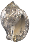 Kienberg Mikulov  Badenien Miozän Miocene Tertier Neogen Czech Tschechien Gastropoda Kroupa Phalium