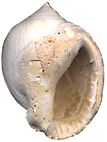 Kienberg Mikulov  Badenien Miozän Miocene Tertier Neogen Czech Tschechien Gastropoda Kroupa Phalium