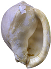 http://biologus.wz.cz/1_Rep/PhaliumFos 80097 Zepredu.jpg Kienberg Mikulov Badenien Miozän Miocene Tertier Neogen Czech Tschechien Gastropoda Kroupa Phalium