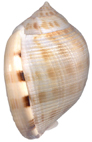 Kienberg Mikulov  Badenien Miozän Miocene Tertier Neogen Czech Tschechien Gastropoda Kroupa Phalium