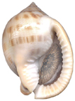 Kienberg Mikulov  Badenien Miozän Miocene Tertier Neogen Czech Tschechien Gastropoda Kroupa Phalium