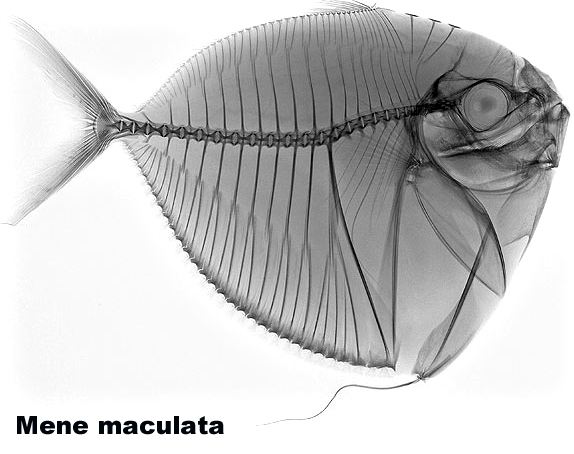 Mene maculata