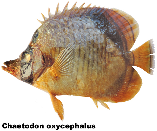 Chaetodon oxycephalus