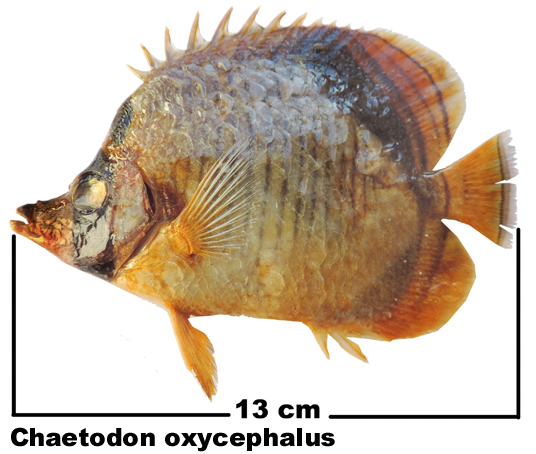 Chaetodon oxycephalus