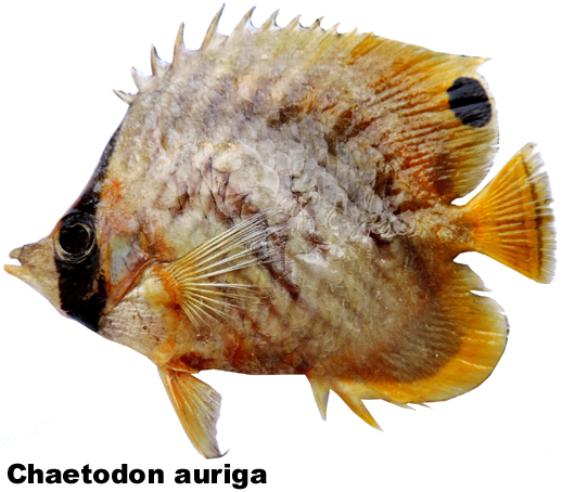 Chaetodon auriga