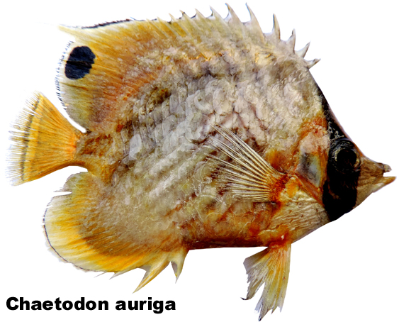 Chaetodon auriga