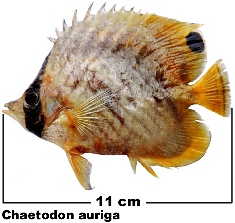 Chaetodon auriga