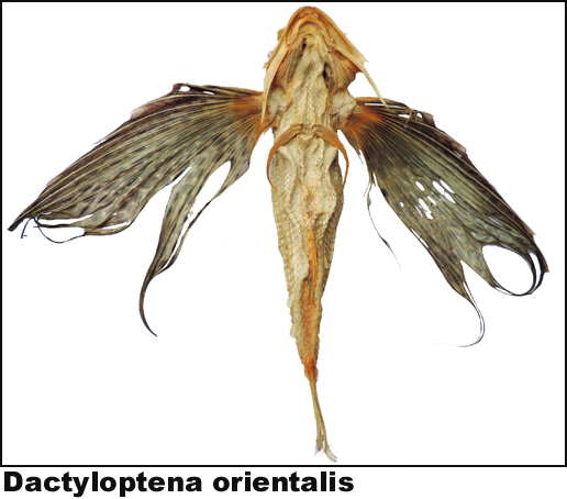 Dactyloptena orientalis