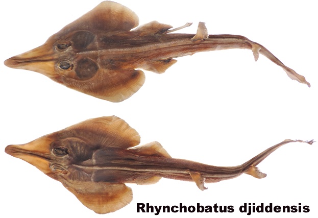 Rhynchobatus djiddensis