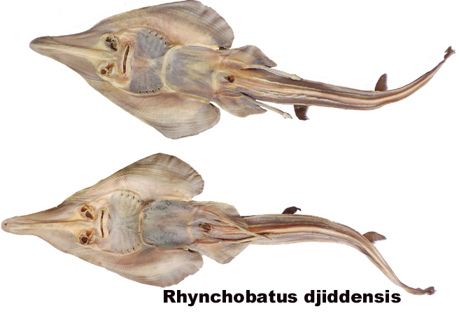 Rhynchobatus djiddensis