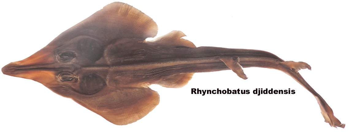 Rhynchobatus djiddensis