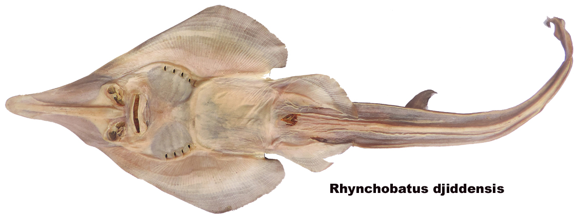 Rhynchobatus djiddensis