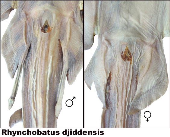 Rhynchobatus djiddensis