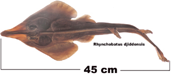 Rhynchobatus djiddensis