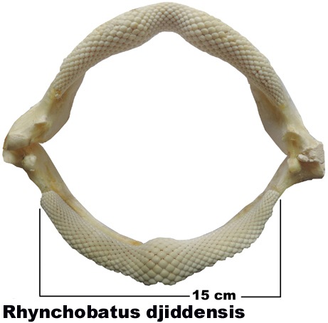 Rhynchobatus djiddensis