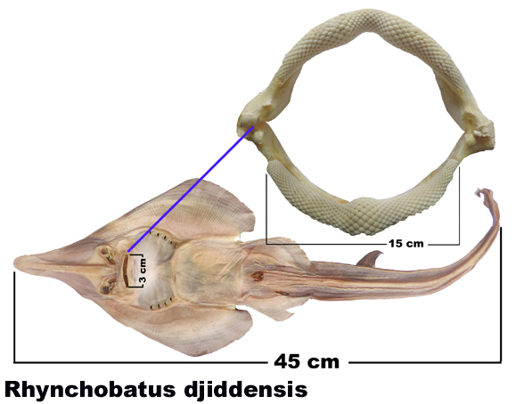 Rhynchobatus djiddensis