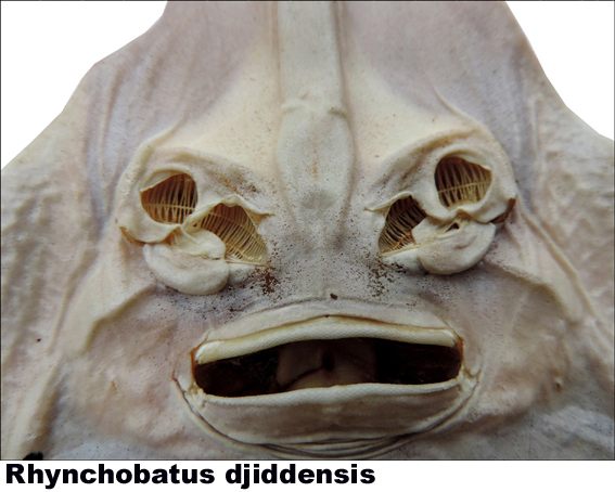 Rhynchobatus djiddensis