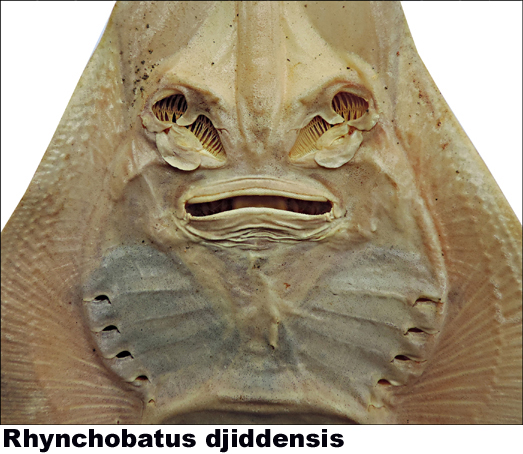 Rhynchobatus djiddensis