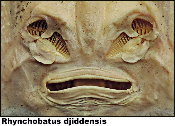 Rhynchobatus djiddensis