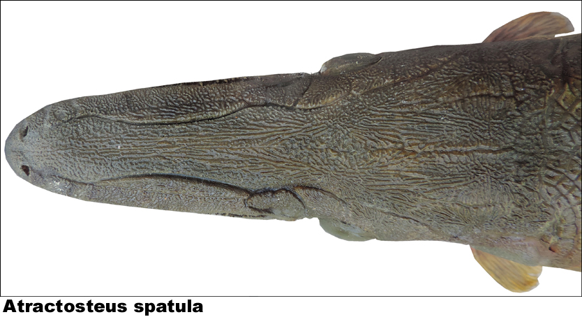 Dactyloptena spatula