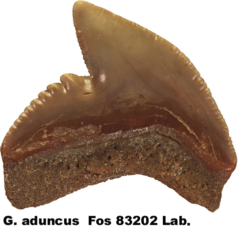 Galeocerdo aduncus