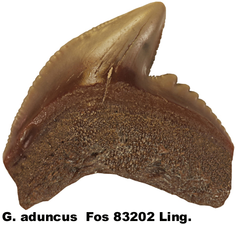 Galeocerdo aduncus