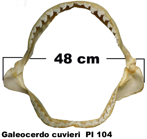 Galeocerdo cuvieri