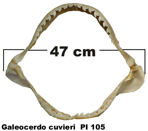 Galeocerdo cuvieri