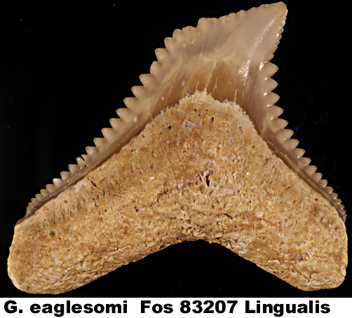 Galeocerdo eaglesomi