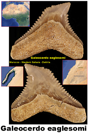 Galeocerdo eaglesomi