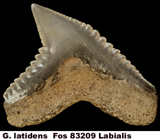 Galeocerdo latidens