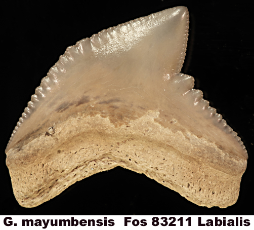 Galeocerdo mayumbensis