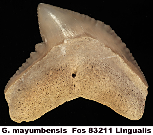 Galeocerdo mayumbensis