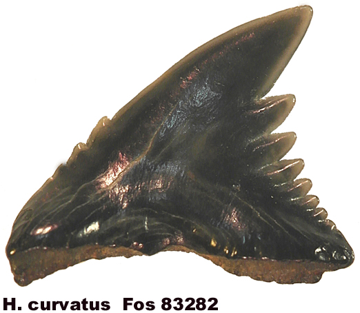 Galeocerdo curvatus