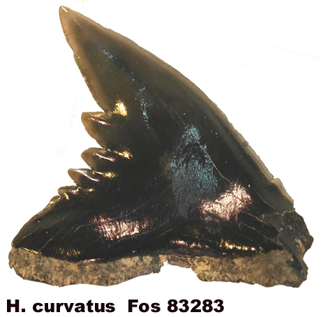 Galeocerdo curvatus