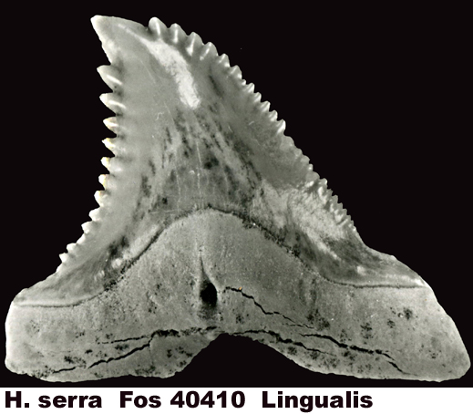 Hemipristis serra