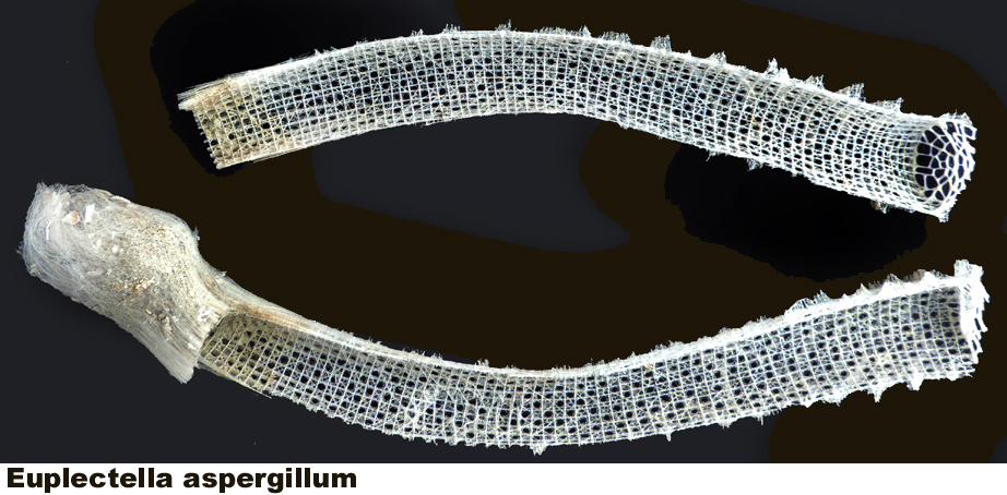 Euplectella aspergillum