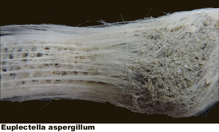 Euplectella aspergillum