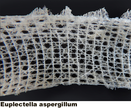 Euplectella aspergillum